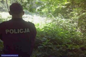 Zlikwidowana plantacja konopi indyjskich, z której można było uzyskać narkotyki warte ok. 130 tys. złotych