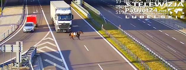 [VIDEO] S19 w trybie „Dziki Zachód”: koń bez jeźdźca na ekspresówce